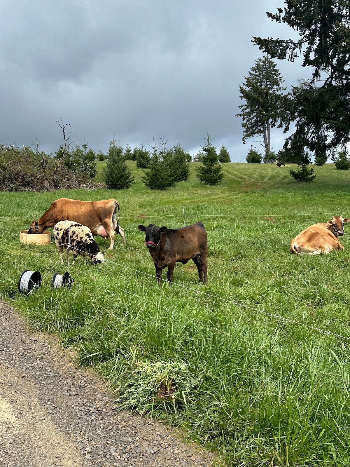 Homestead Tour with an emphasis on the animals