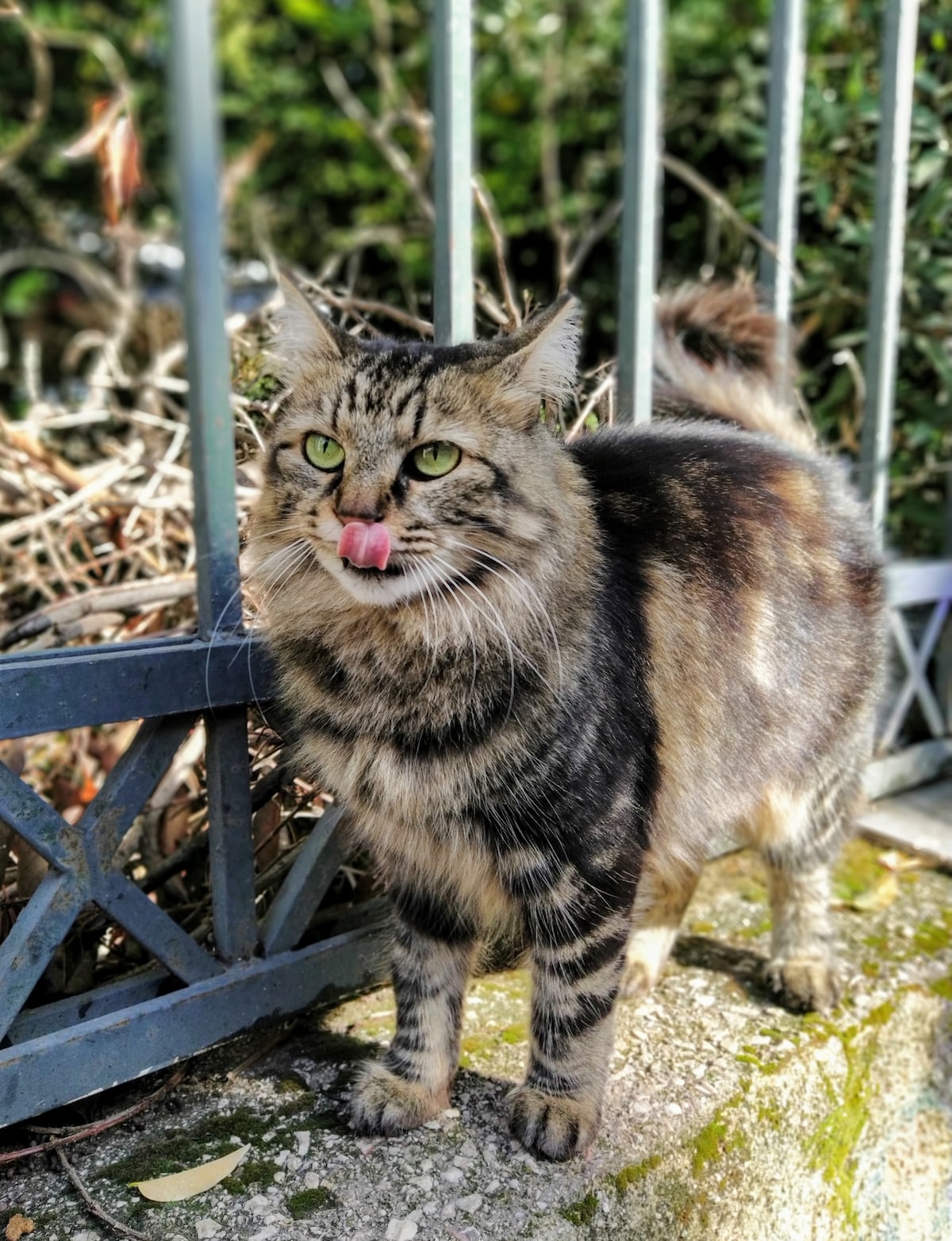 Cats of Thissio · ☆4.99