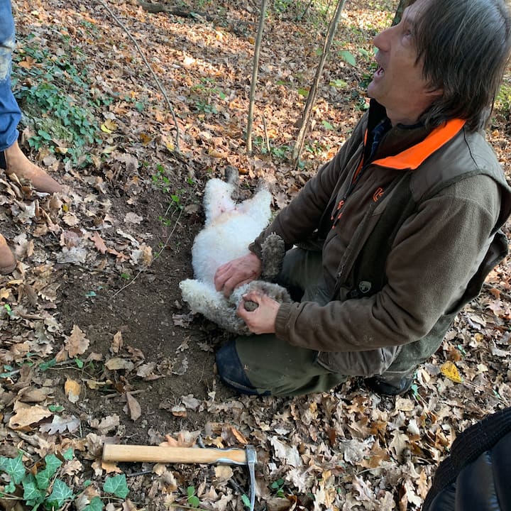 Búsqueda de trufas en las colinas de Turín