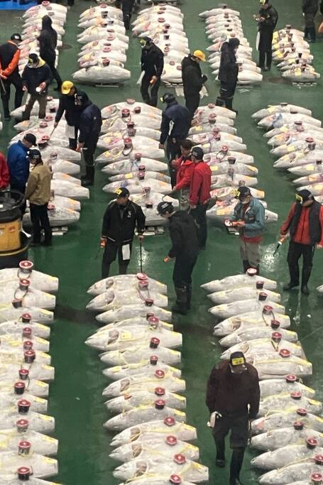 Tuna Auction, Tsukiji Market & Sushi Making Tour