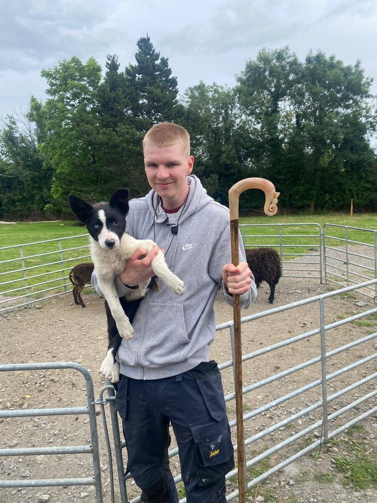 Sheepdog demonstration Co Wicklow