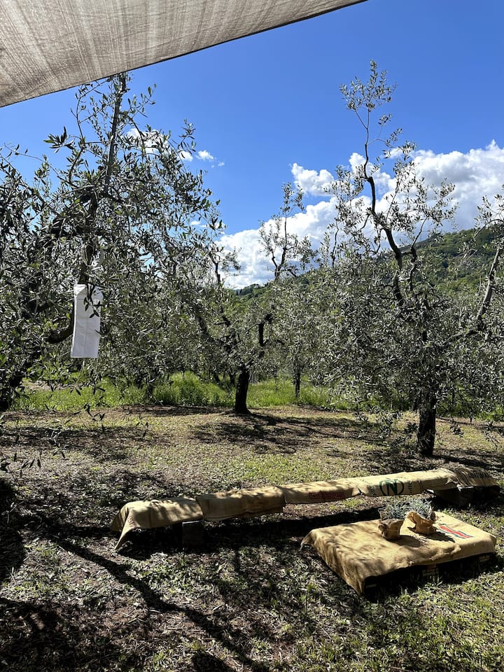 Piknik i shijshëm nën pemët e ullirit me verë dhe vaj ulliri ekstra të virgjër