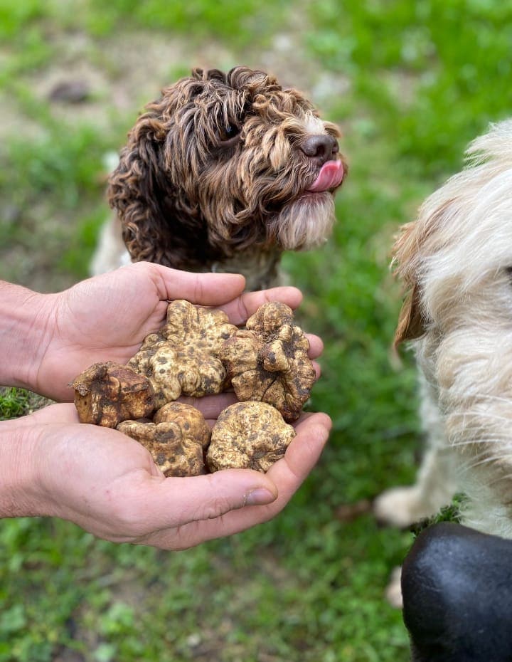 Truffle hunting with truffle lunch