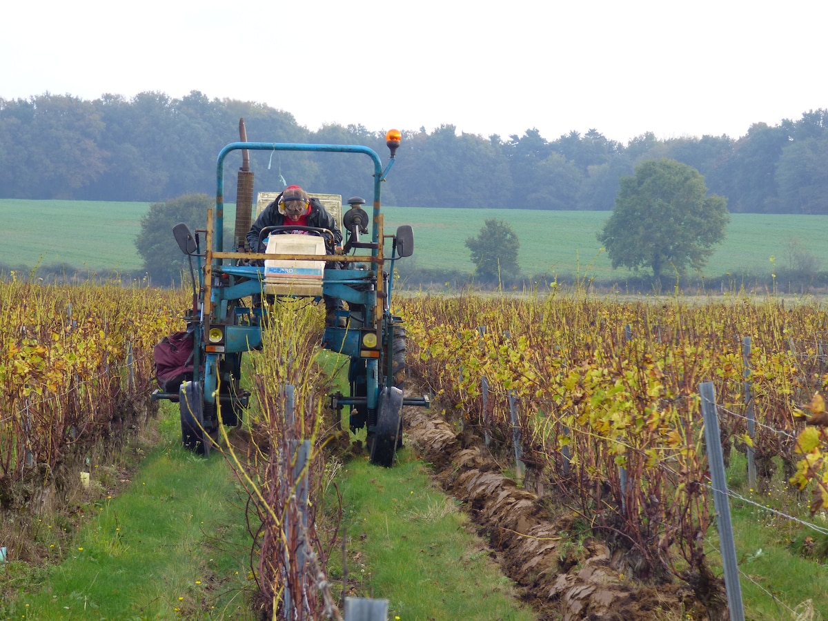 Meet the rare grape varieties in the Cher Valley