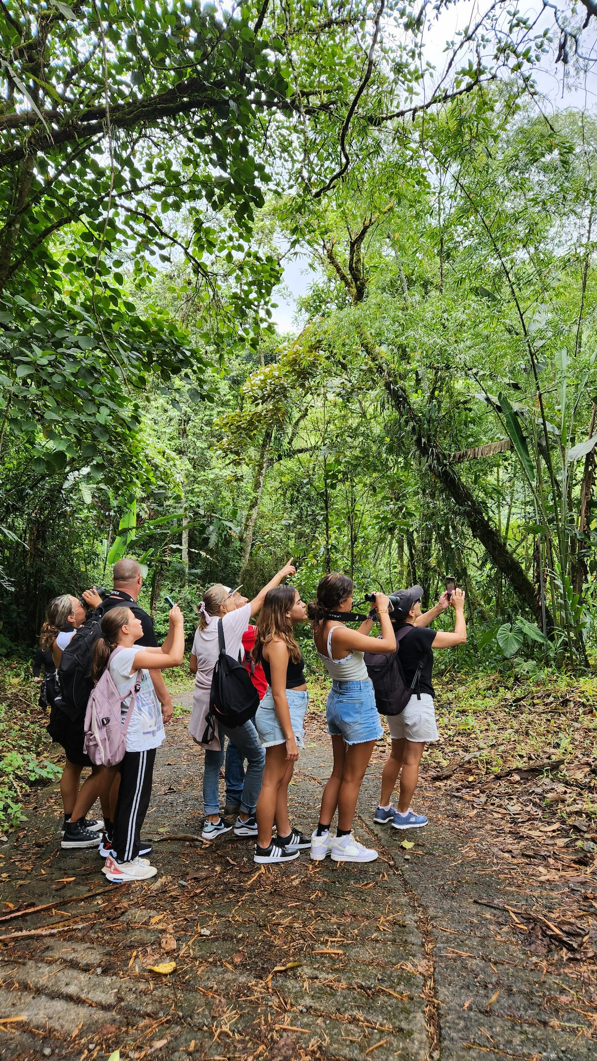 Filandia: Watching howler monkeys