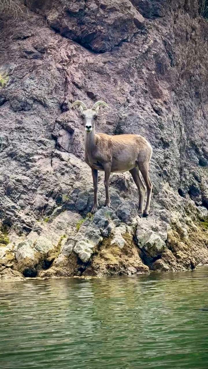 კაიაკინგი ჰუვერის კაშხალთან და ლაშ‑ვეგასის ტური