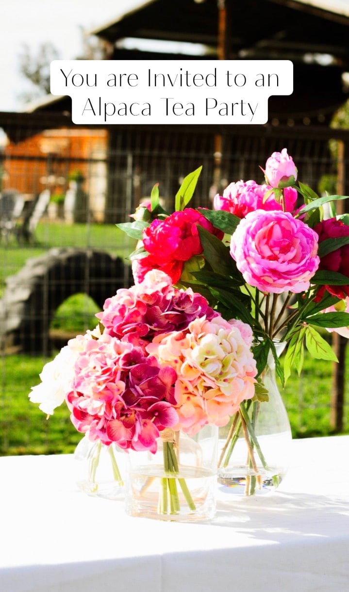 Tea party with alpacas at a farm animal sanctuary