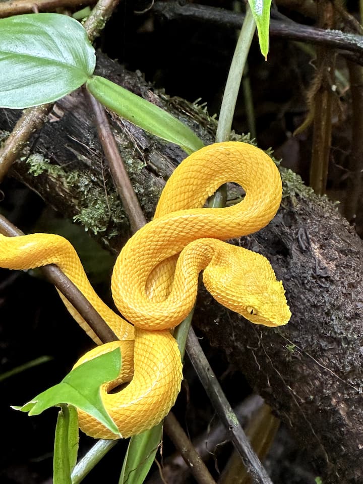 Explora la salvaje jungla caribeña