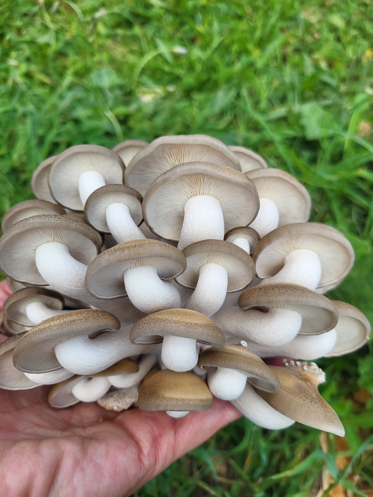 Visit a mushroom cultivation farm in Ontario