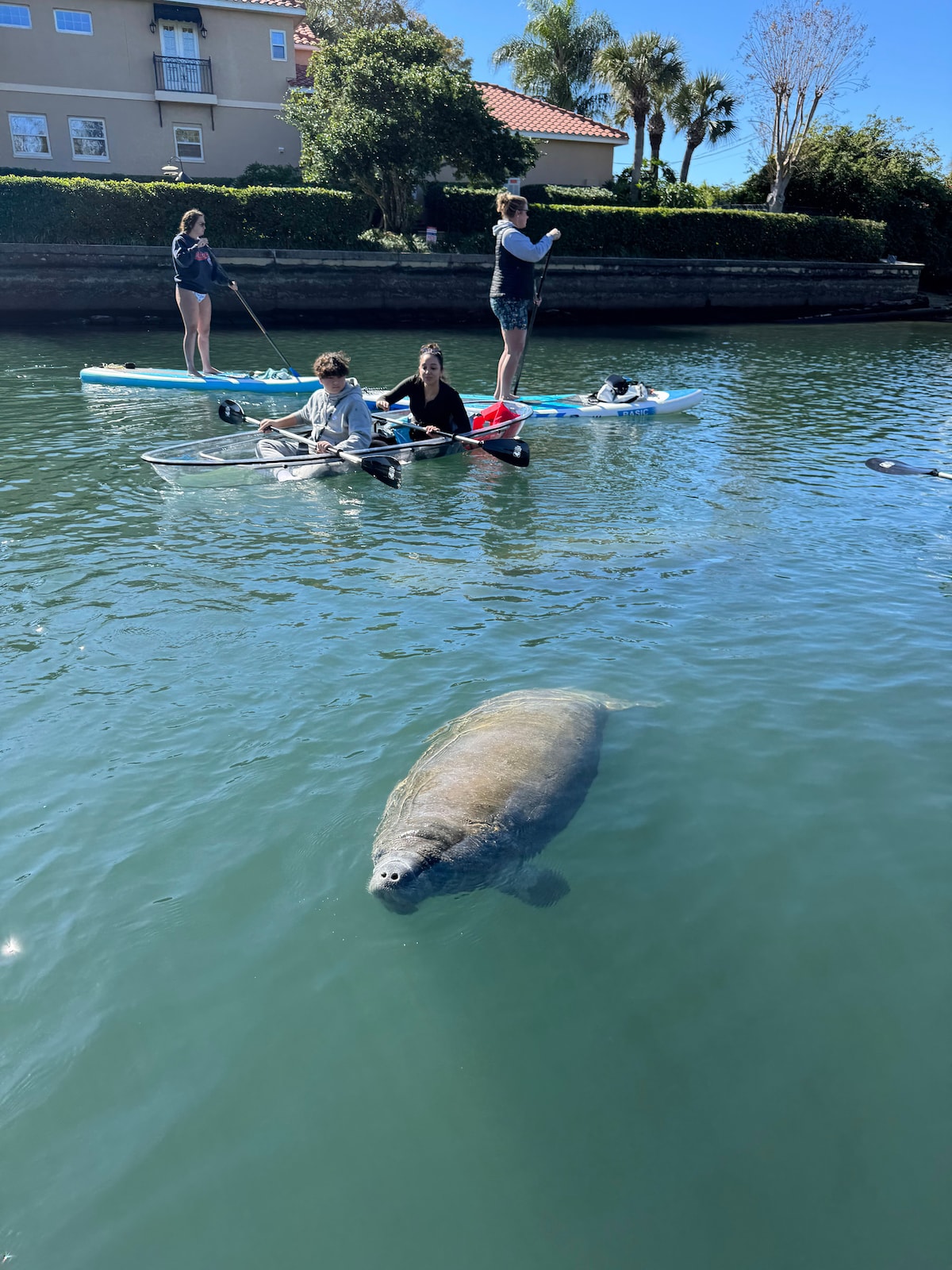 Crystal River: clear kayak manatee eco tour