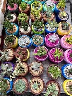墨西哥城市场探险之旅：美食、鲜花和文化