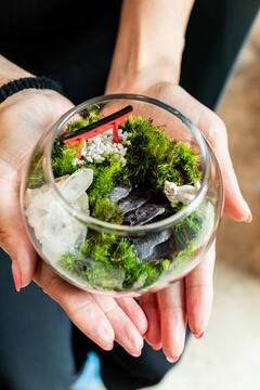 Crea tu propio terrario de musgo japonés