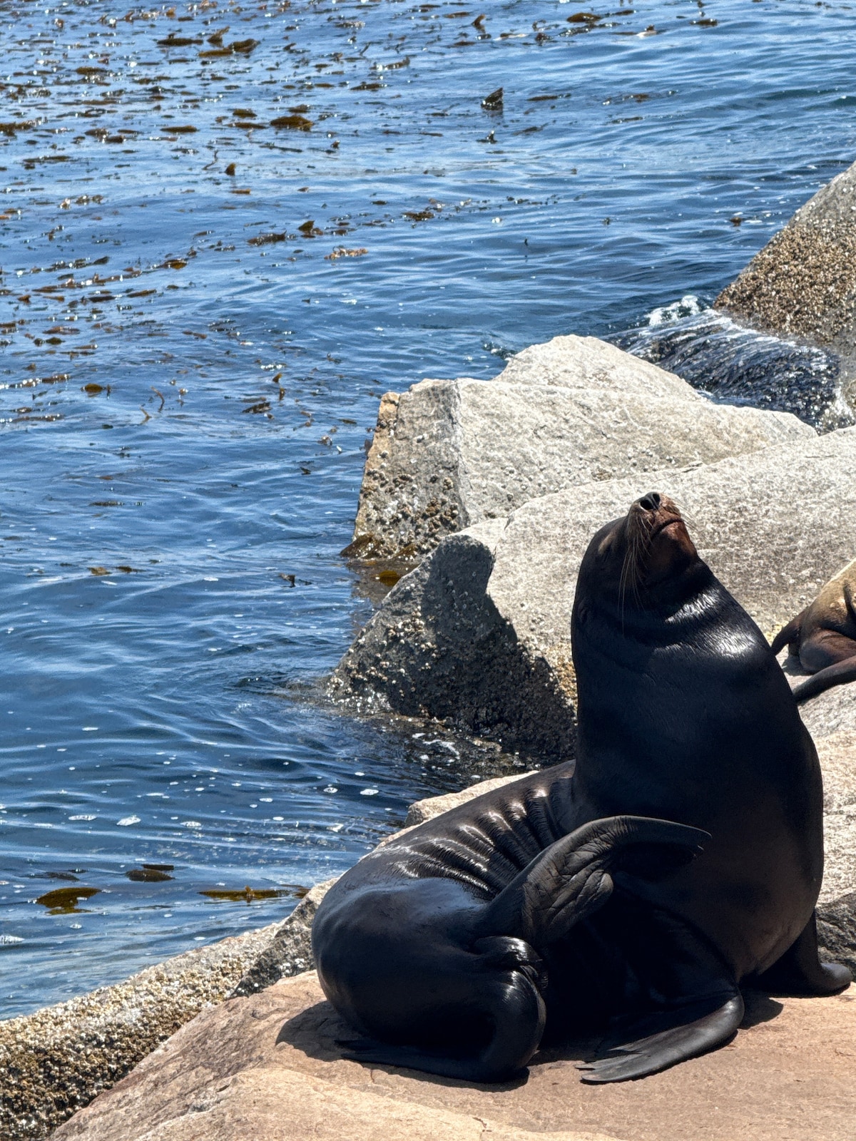 Snorkel in Monterey Bay