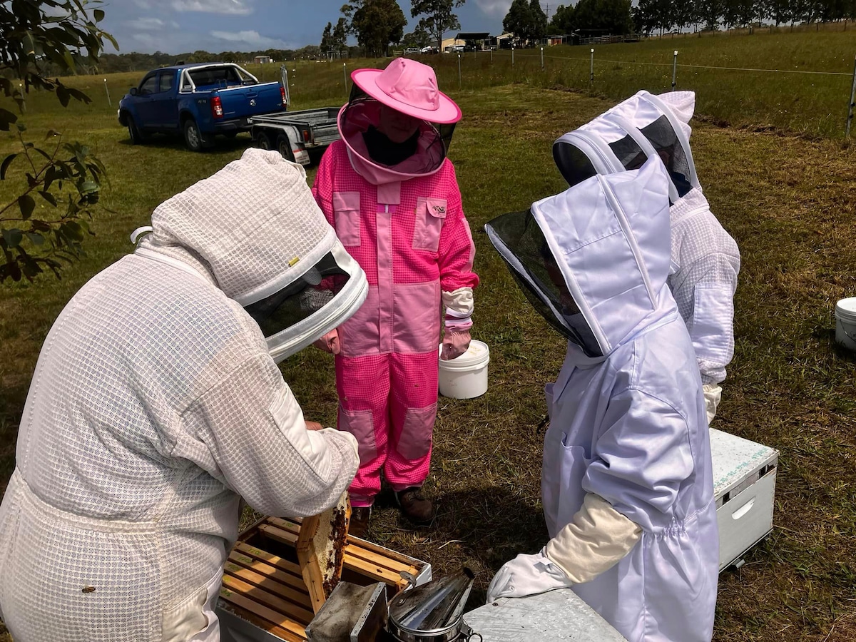 Experience the buzz of exploring a live beehive