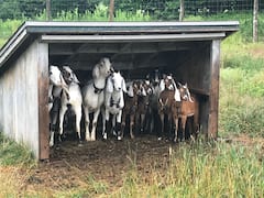 Goat Walkabouts: Herding in the Catskills