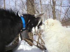 Goat Walkabouts: Herding in the Catskills