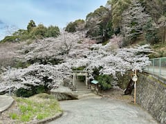 探索和歌山的隐秘瑰宝