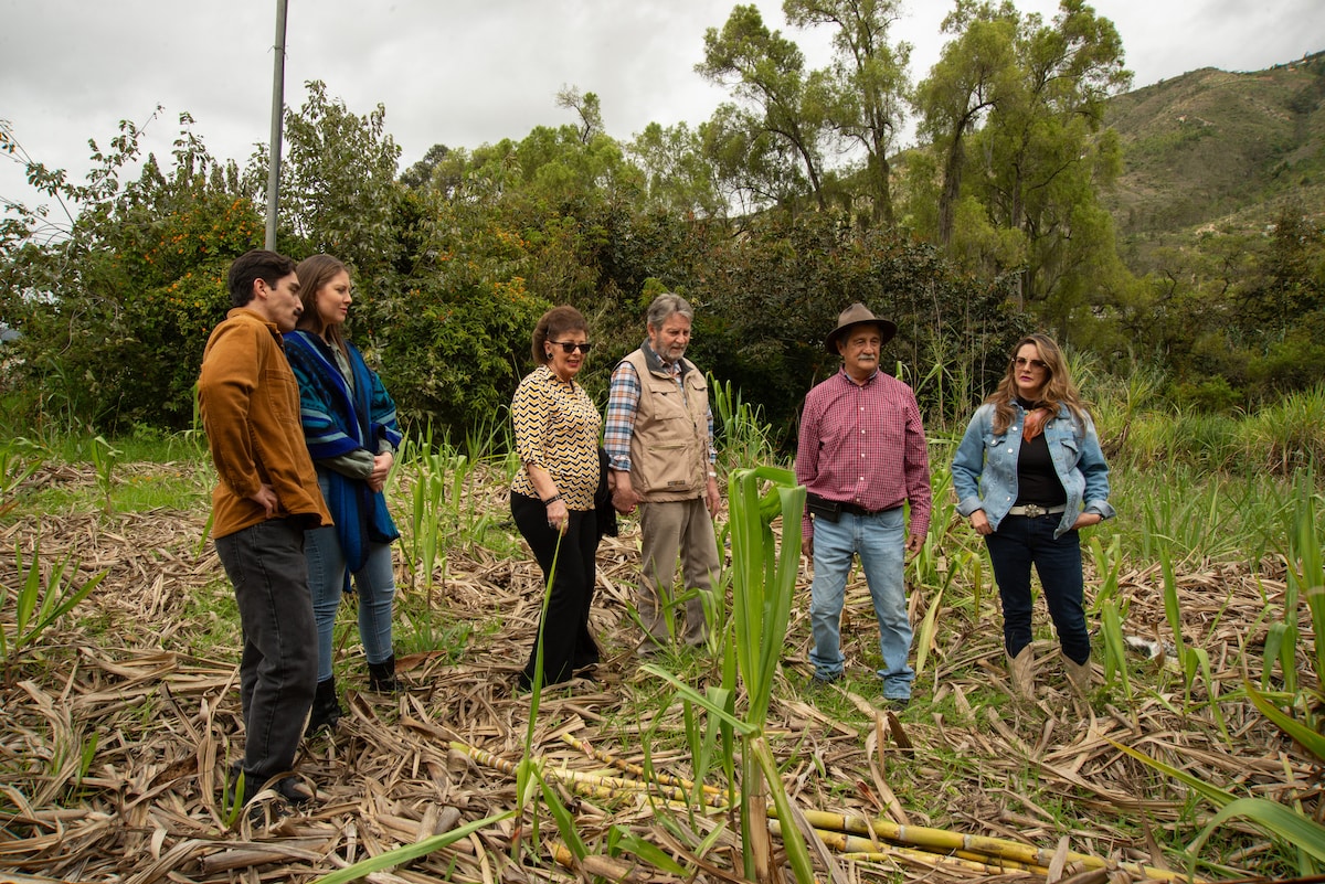Learn to distill in Paute