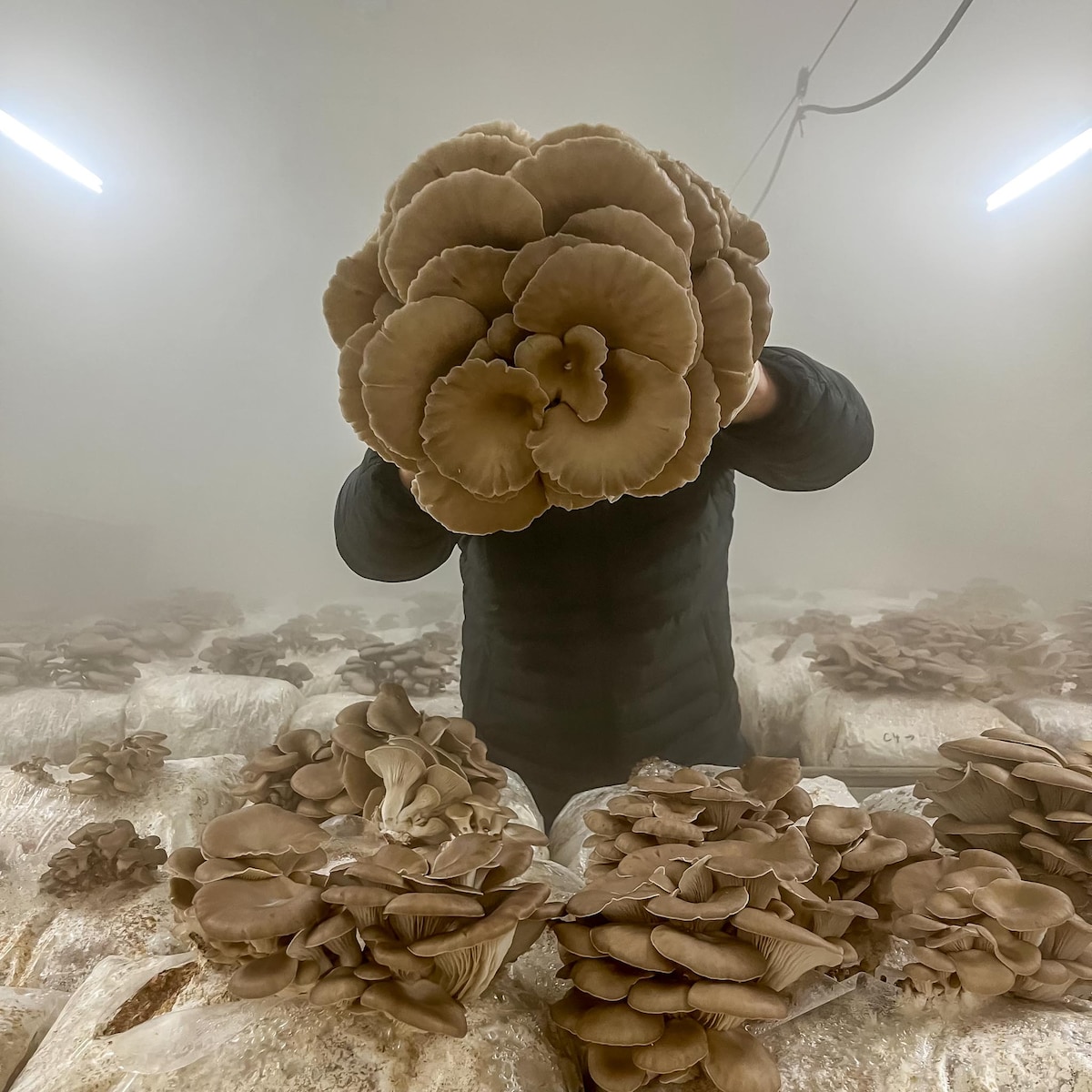 Underground world of mushrooms in Zurich