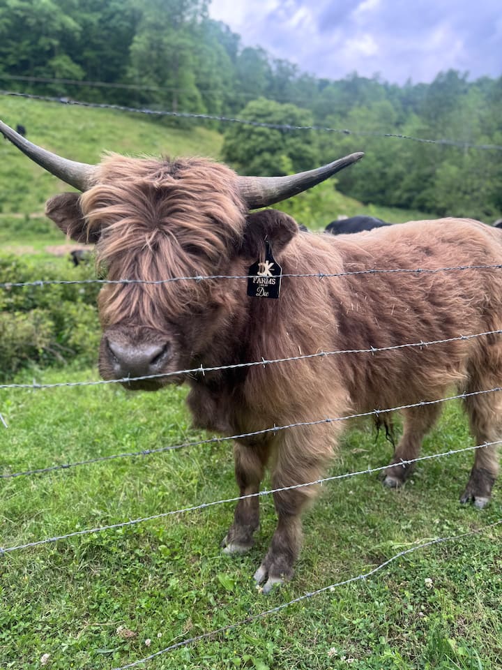 გამოცადეთ მაღალმთიანი ძროხები RRG‑ს ექსკლუზიურ ფერმაზე