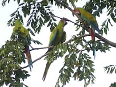 Exotic Fruit Tour on Permaculture Farm