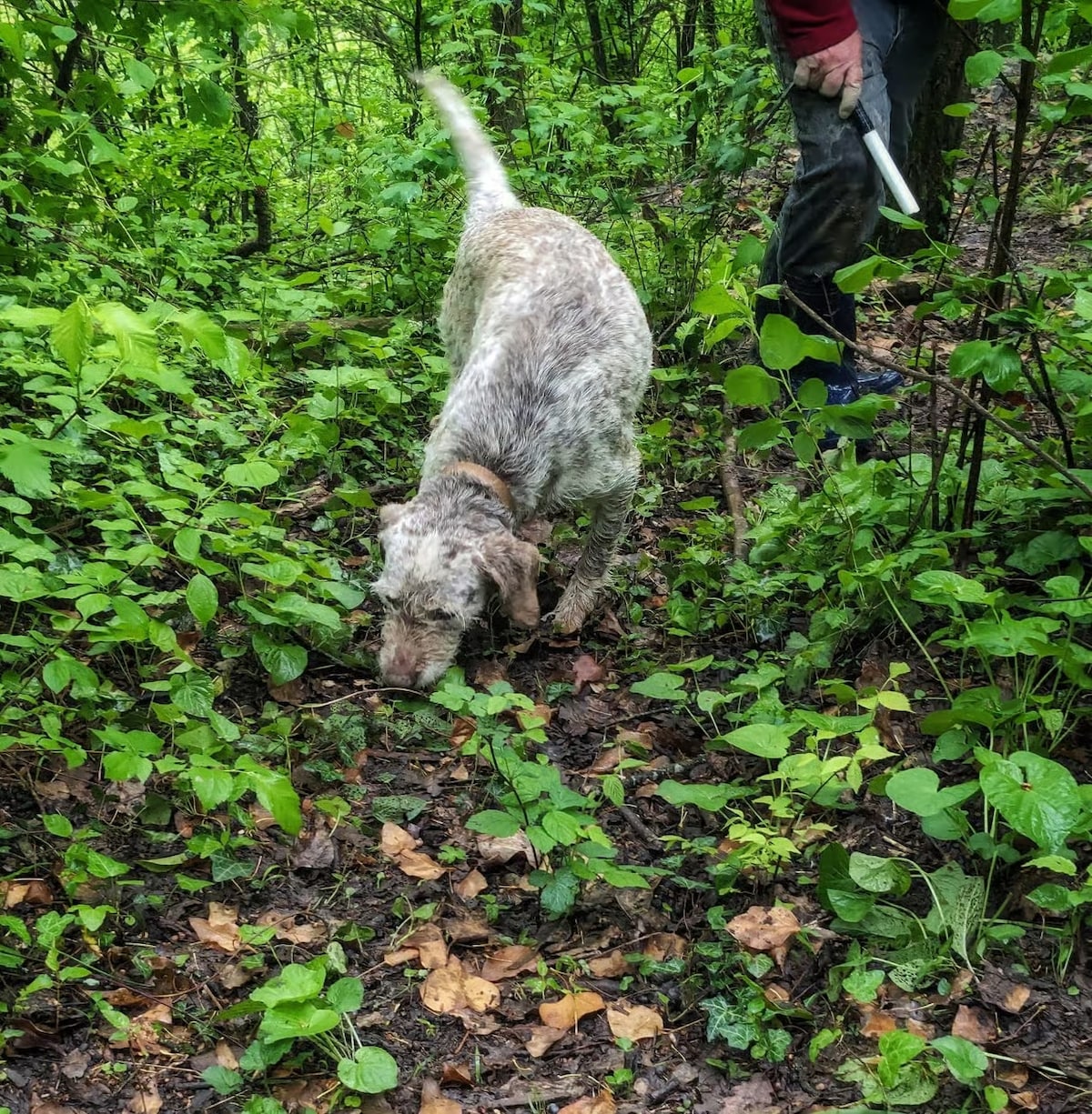 Truffle hunting with a dog in Monforte dAlba