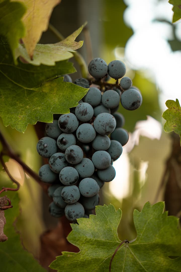 Частна обиколка на лозя и дегустация