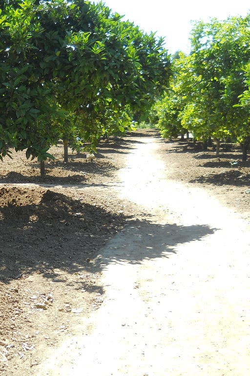 Orange picking at Kolymbethra