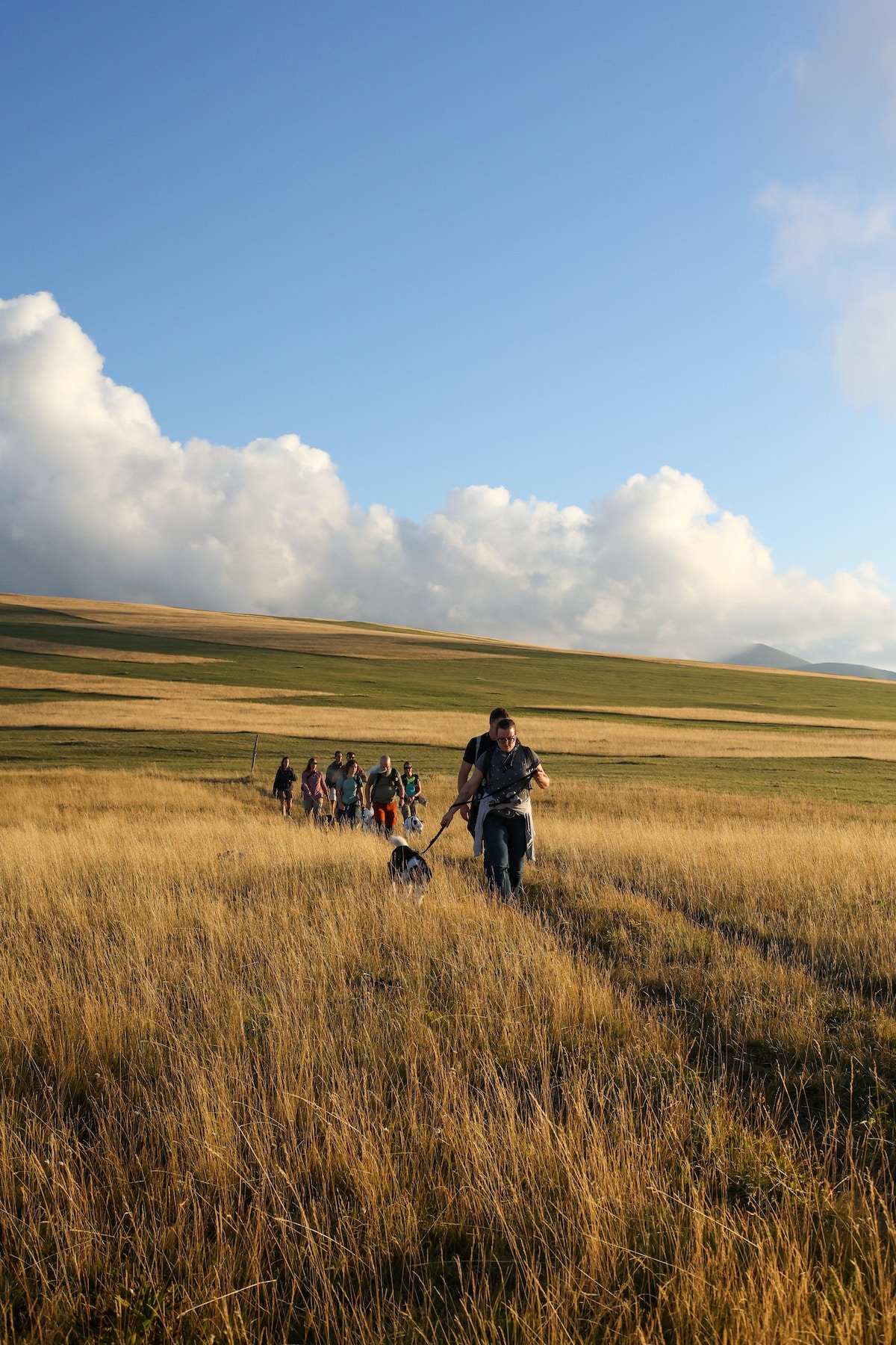 Sunset Dog Trekking in a Regional Park