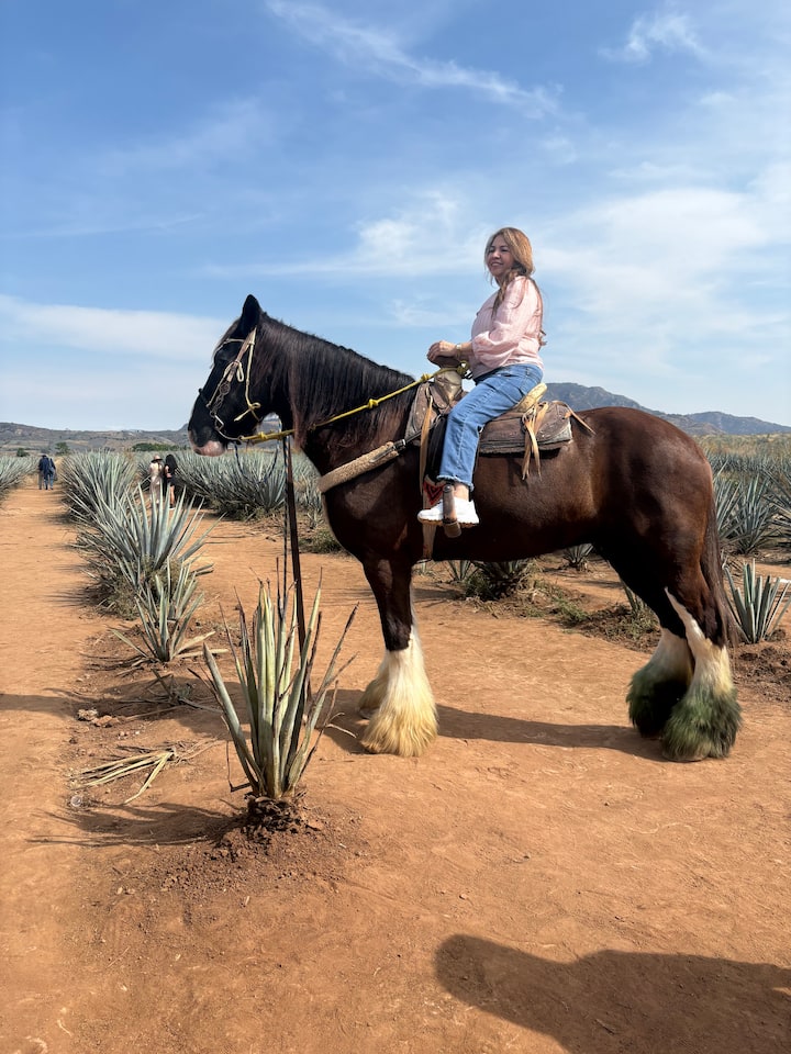 Zbuloni rrugën e tekilës si mik