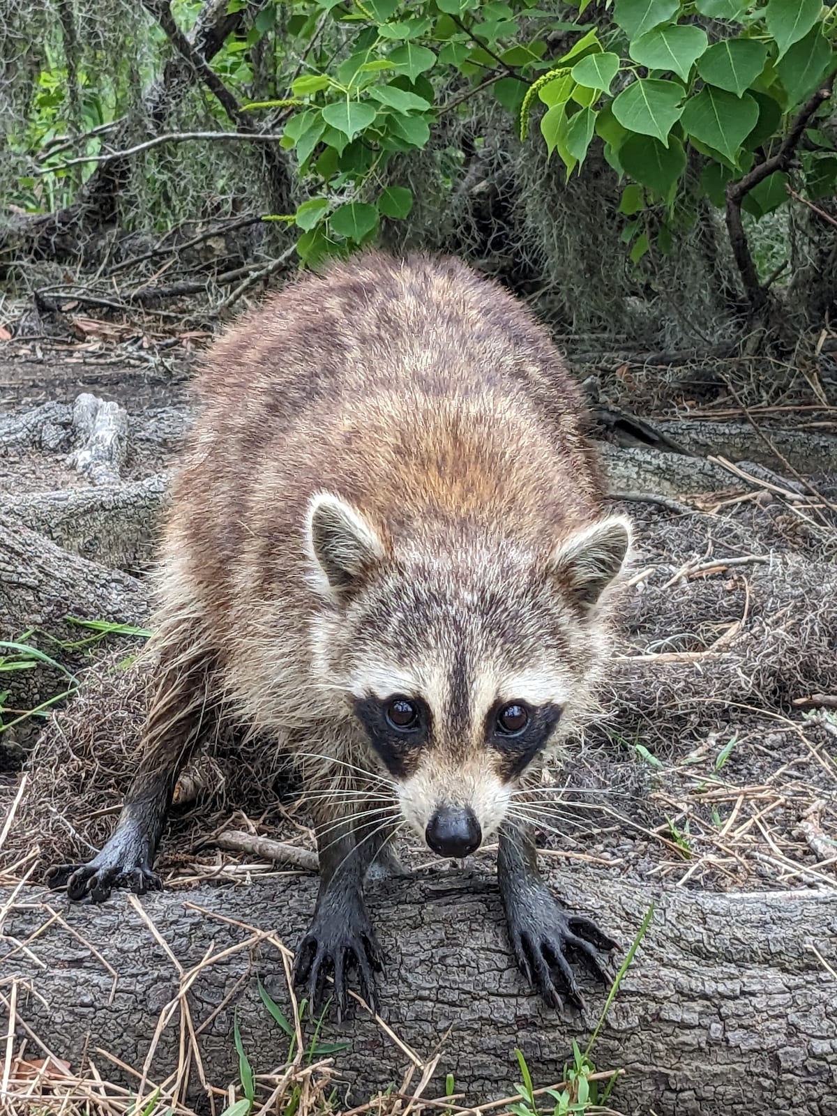 Glide through a cypress swamp in a pontoon boat