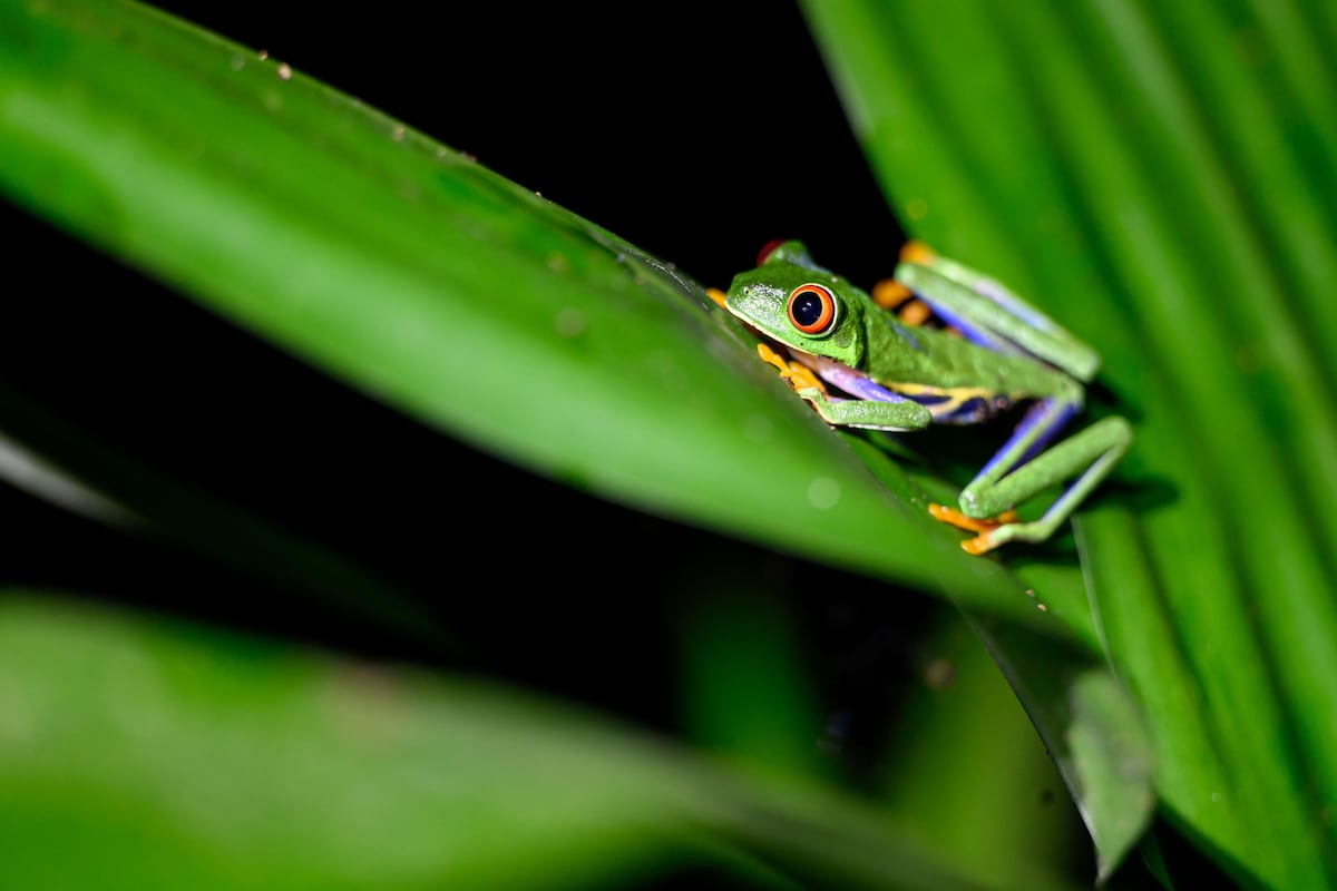 Twilight in La Fortuna - Sloth Tour and Night Walk