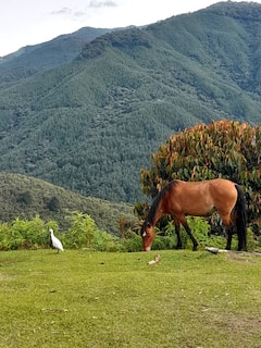 Interact with horses