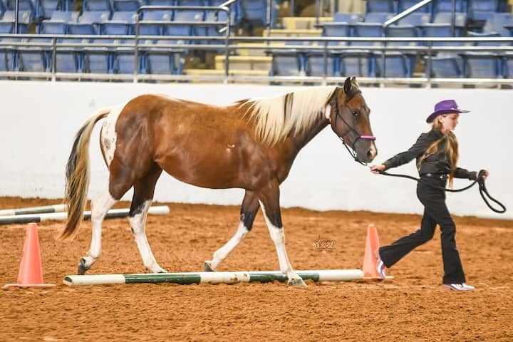 გაიცანით იშვიათი ახალ‑ტეკინური ჯიშის ცხენები