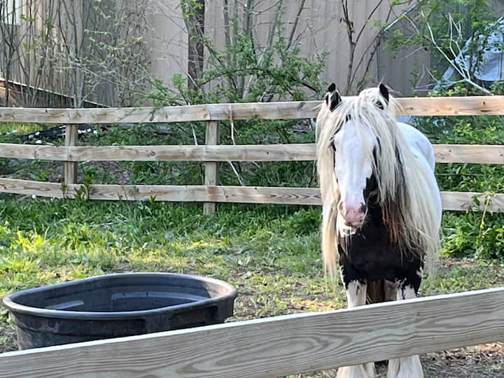 გაიცანით იშვიათი ახალ‑ტეკინური ჯიშის ცხენები