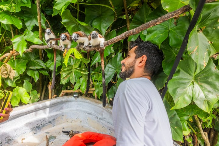 Kafshët e egra në Kanalin e Panamasë - Grup i vogël