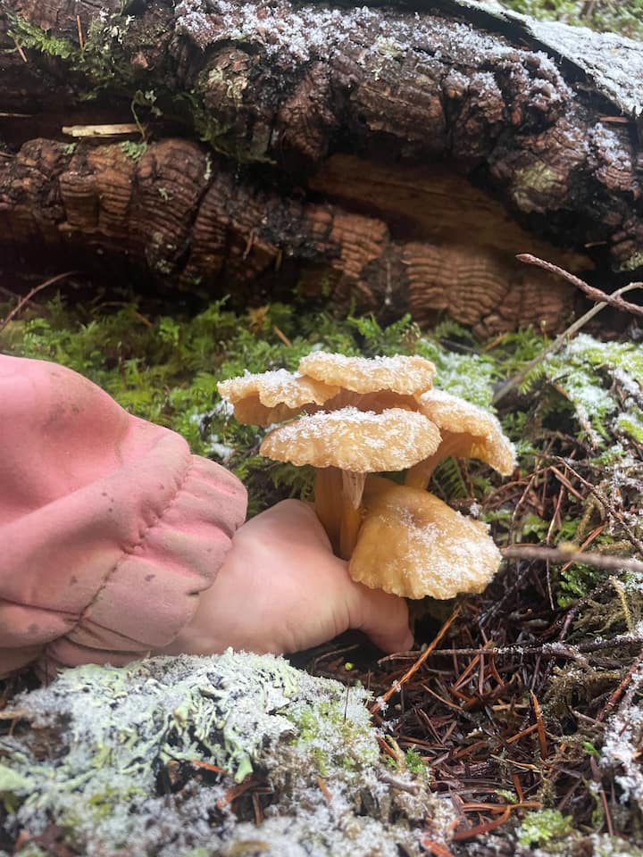Incursión de hongos en el bosque primario