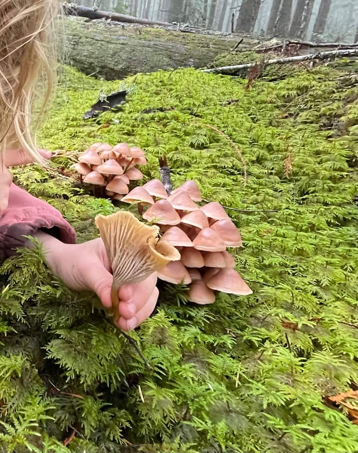 Incursión de hongos en el bosque primario