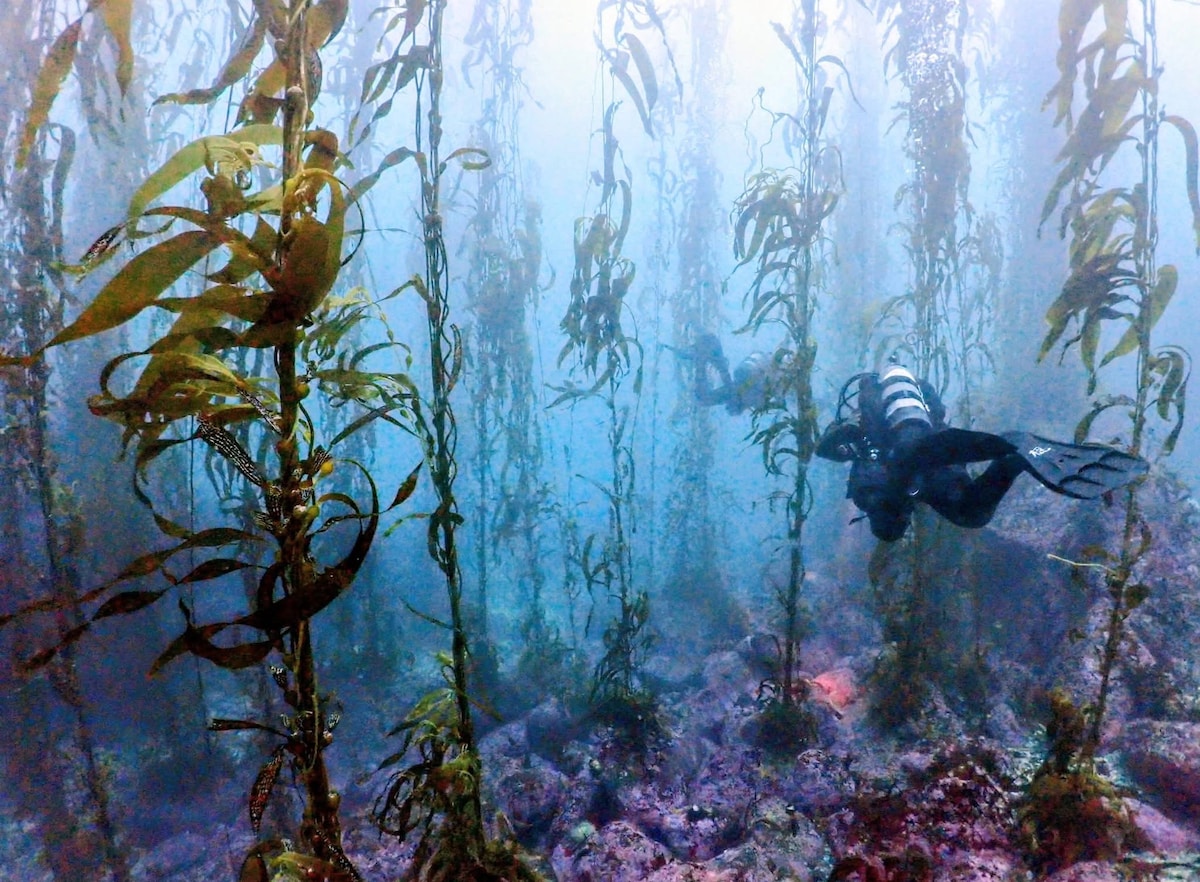 Scuba diving through a kelp forest - Gear Included