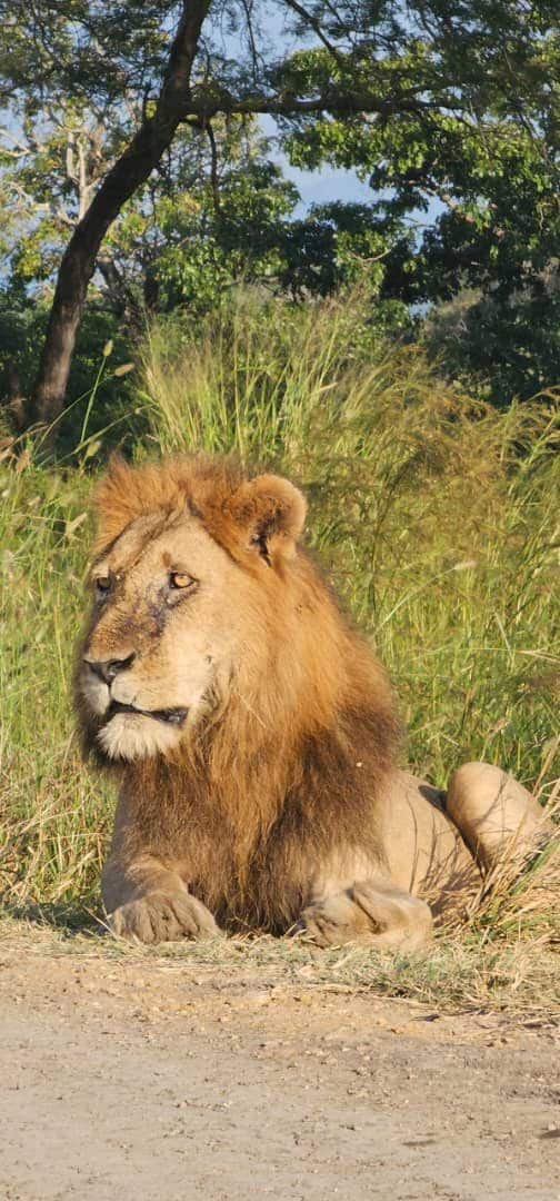 Day trip safari Mikumi National Park