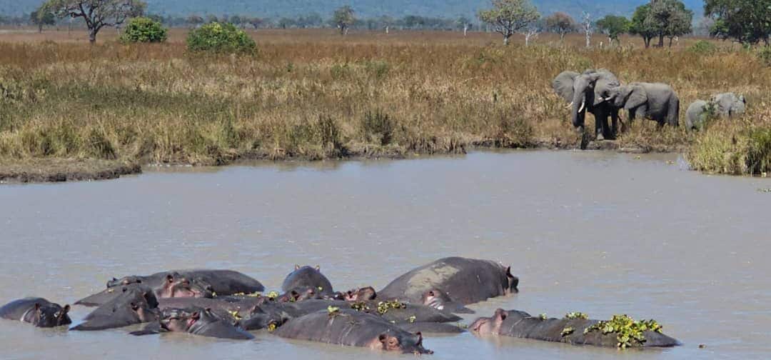 Day trip safari Mikumi National Park