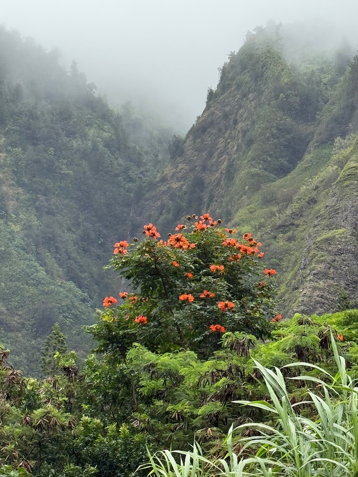 Road to Hana Full Guided Tour with Lunch & Pickup
