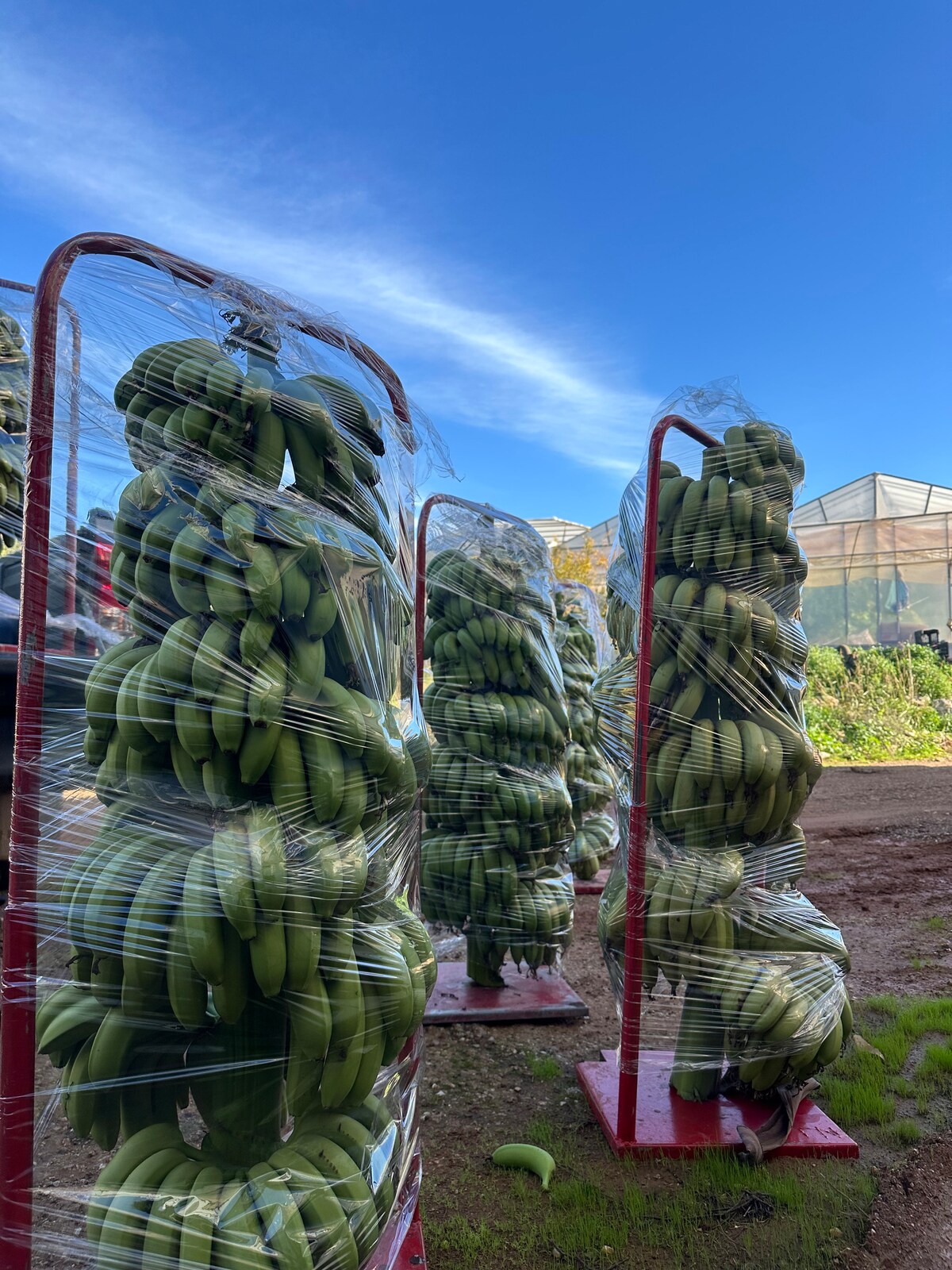 Crete: Hands-on Greenhouse Tour With Local Farmer