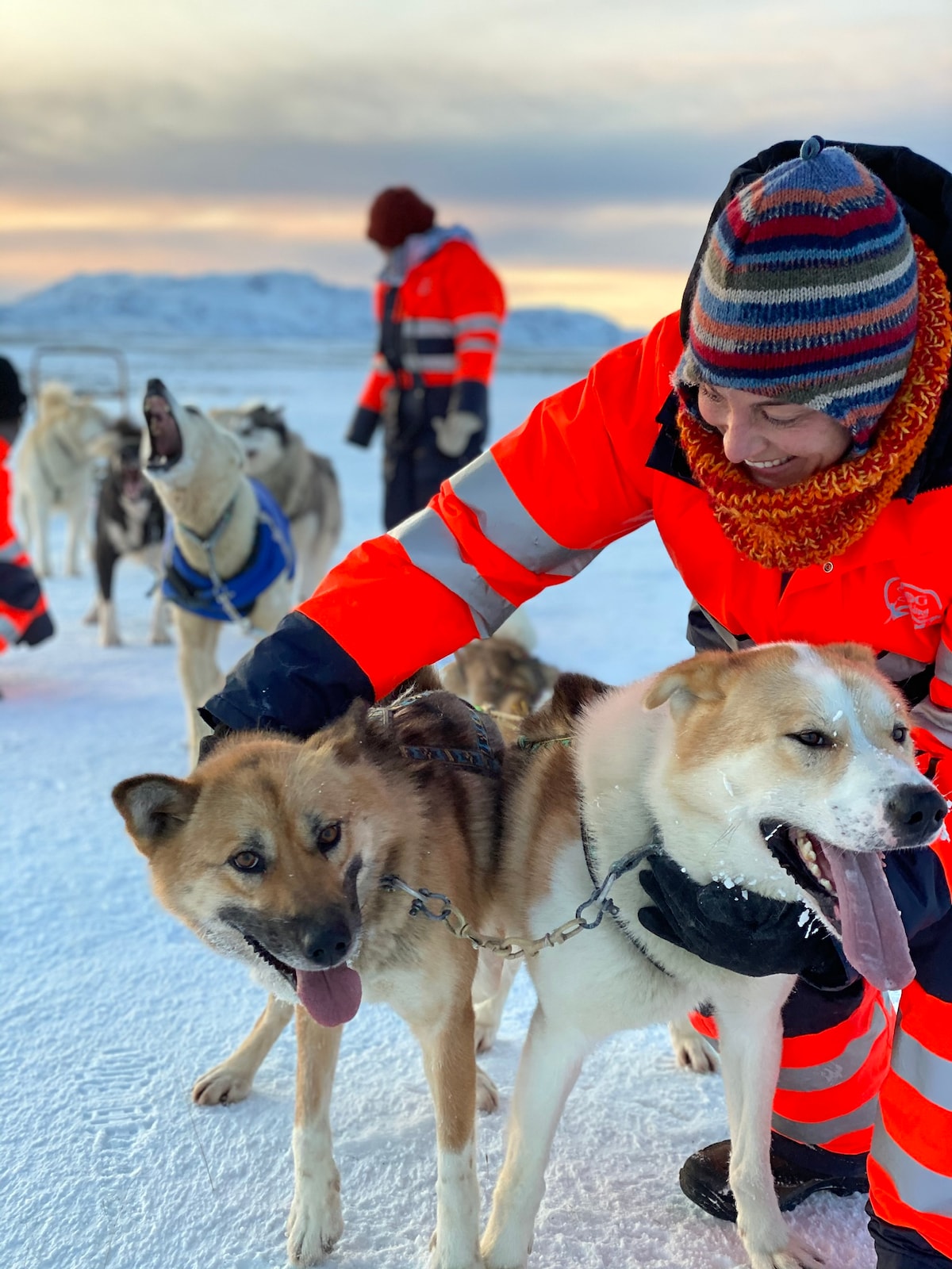 Dog Sledding on Sled nearby Reykjavík