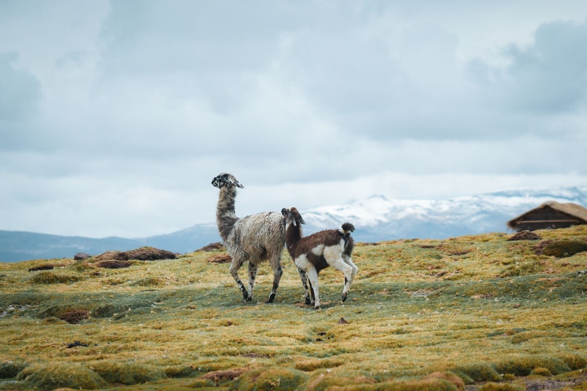 Explore Andean wildlife & volcano views