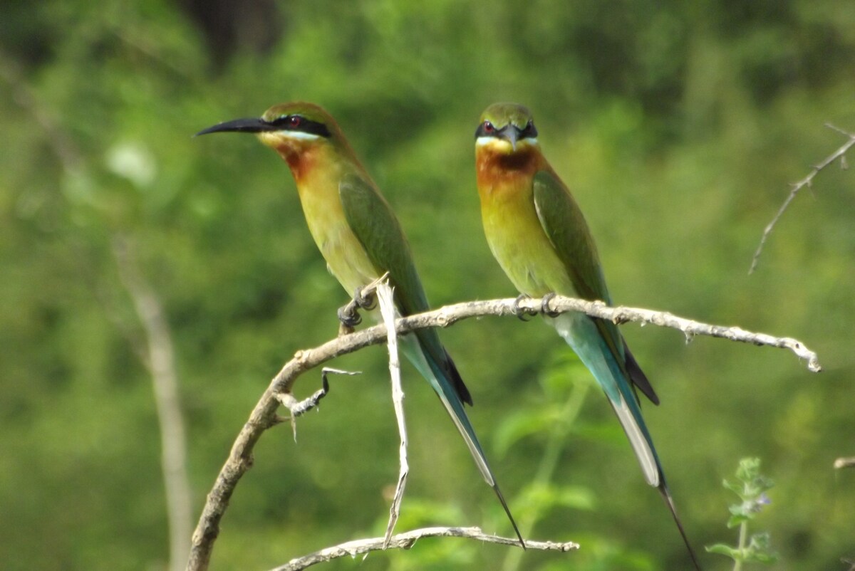 Udawalawe National Park 4 hour safari