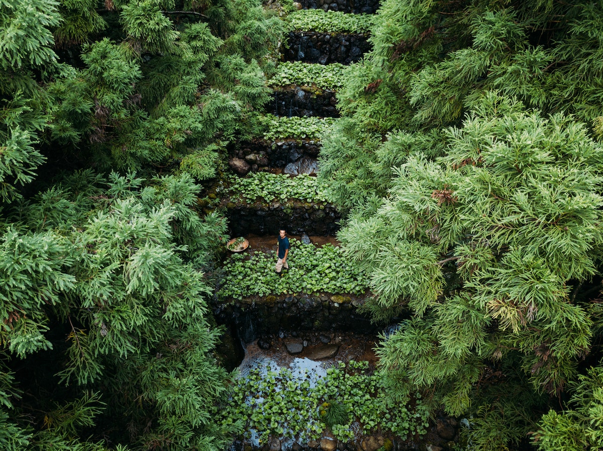Harvest organic wasabi with an expert farmer