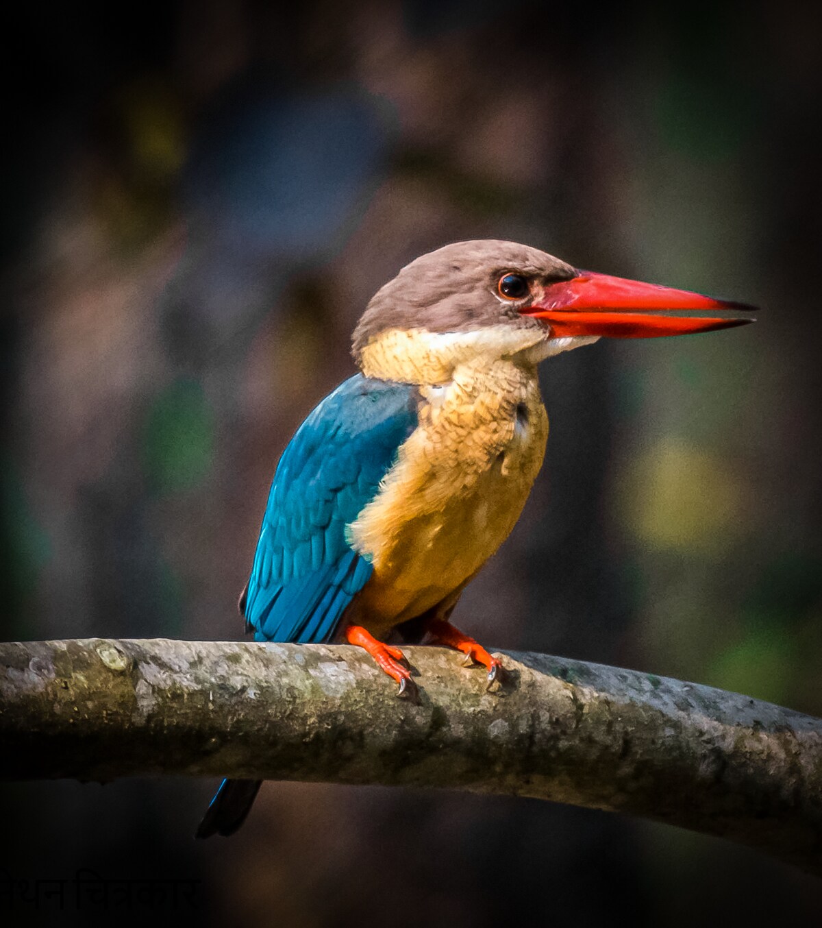 Full Day Jeep Safari, Baridya National Park