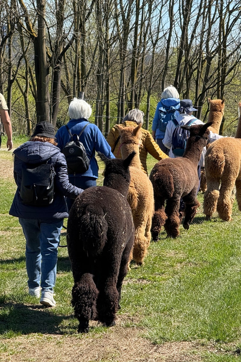Walk with the Alpacas of Monviso in Turin