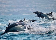 Sail and watch whales on a 28-foot patrol RIB